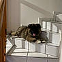 Yuki a rejoint le concours — aidez-le/la à gagner de superbes lots ! animal, canine, comfortable, cute, dog, domestic, fluffy, fur, home, indoor, paw, pet, relaxed, resting, shadow, stairs, tile, tongue_out, white_wall, wooden_railing