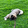 dog, puppy, grass, leash, outdoor, pet, canine, animal, lying_down, greenery, nature, fur, cute, fluffy, resting, collar, summer, relaxation, field, playful