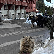 Yuki participe au concours pour gagner de l'argent avec cette photo : animal, building, carriage, cold, dog, harness, horse, hotel, leisure, mountain, nature, outdoor, person, road, rural, snow, travel, trees, vehicle, winter
