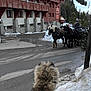 animal, building, carriage, cold, dog, harness, horse, hotel, leisure, mountain, nature, outdoor, person, road, rural, snow, travel, trees, vehicle, winter