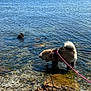 dog, water, sea, rock, leash, outdoor, nature, mountain, shore, animal, pet, daylight, sky, blue, exploring, shallow_water, summer, canine, fur, adventure