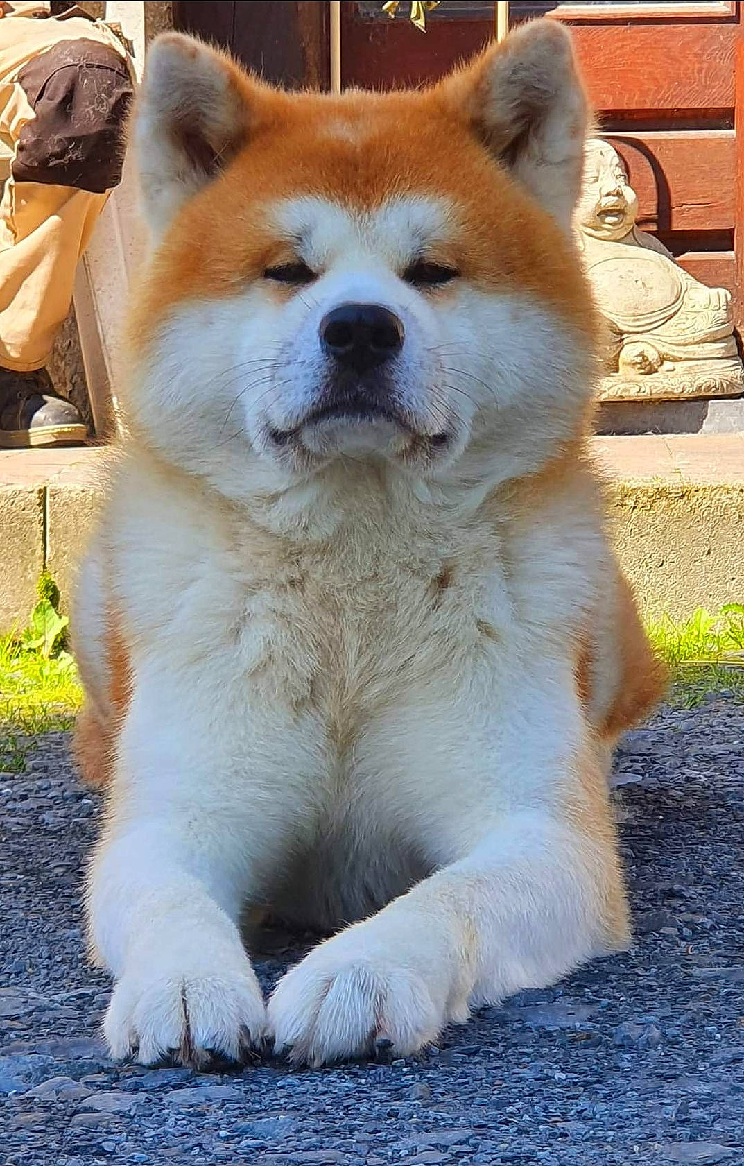 Bibou participe au concours pour gagner de l'argent avec cette photo : ancient_dog_breeds, bag, canidae, carnivore, companion_dog, dog, dog_breed, fawn, fur, non_sporting_group, snout, tail, terrestrial_animal, tree, whiskers, working_animal