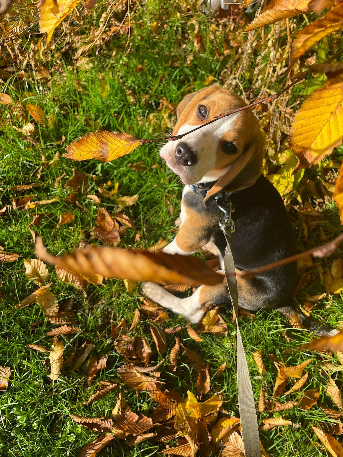 Hetty is registered to the contest to win money with this photo: _geese_and_swans, dog_breed, doll, ducks, fawn, forest, grass, grass_family, grassland, hat, lawn_ornament, people_in_nature, plant, plant_community, soil, sporting_group, stuffed_toy, terrestrial_plant, toy, tree