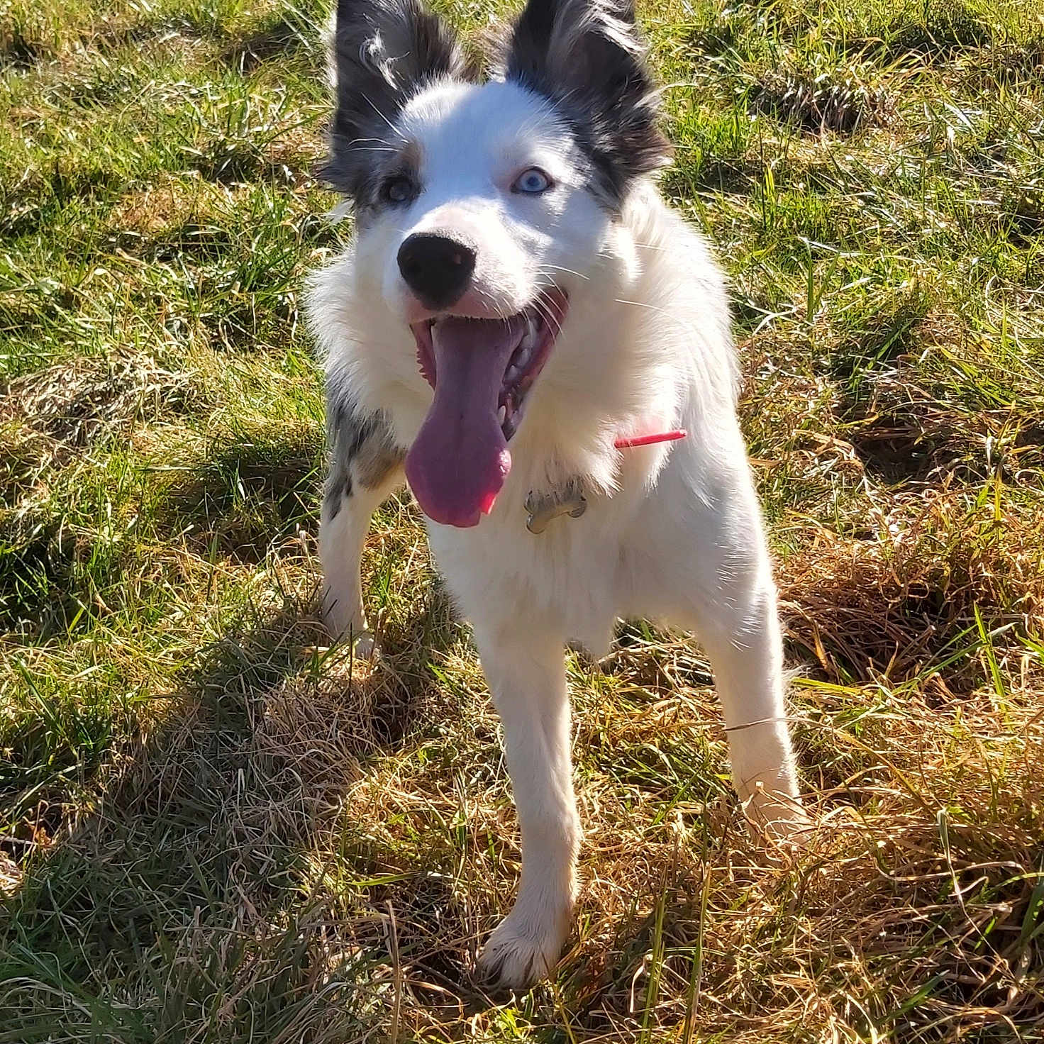Maya participe au concours pour gagner de l'argent avec cette photo : animal, ball, canine, dog, eskimodog, field, football, grass, grassland, husky, lawn, nature, outdoors, pet, plant, puppy, soccer, soccerball, sport, vegetation