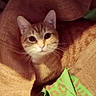 Lily a rejoint le concours — aidez-le/la à gagner de superbes lots ! cat, kitten, orange_tabby, feline, animal, pet, whiskers, ears, eyes, face, portrait, curious, looking_at_camera, cozy, burlap, fabric, rustic, indoors, close_up, green_cloth