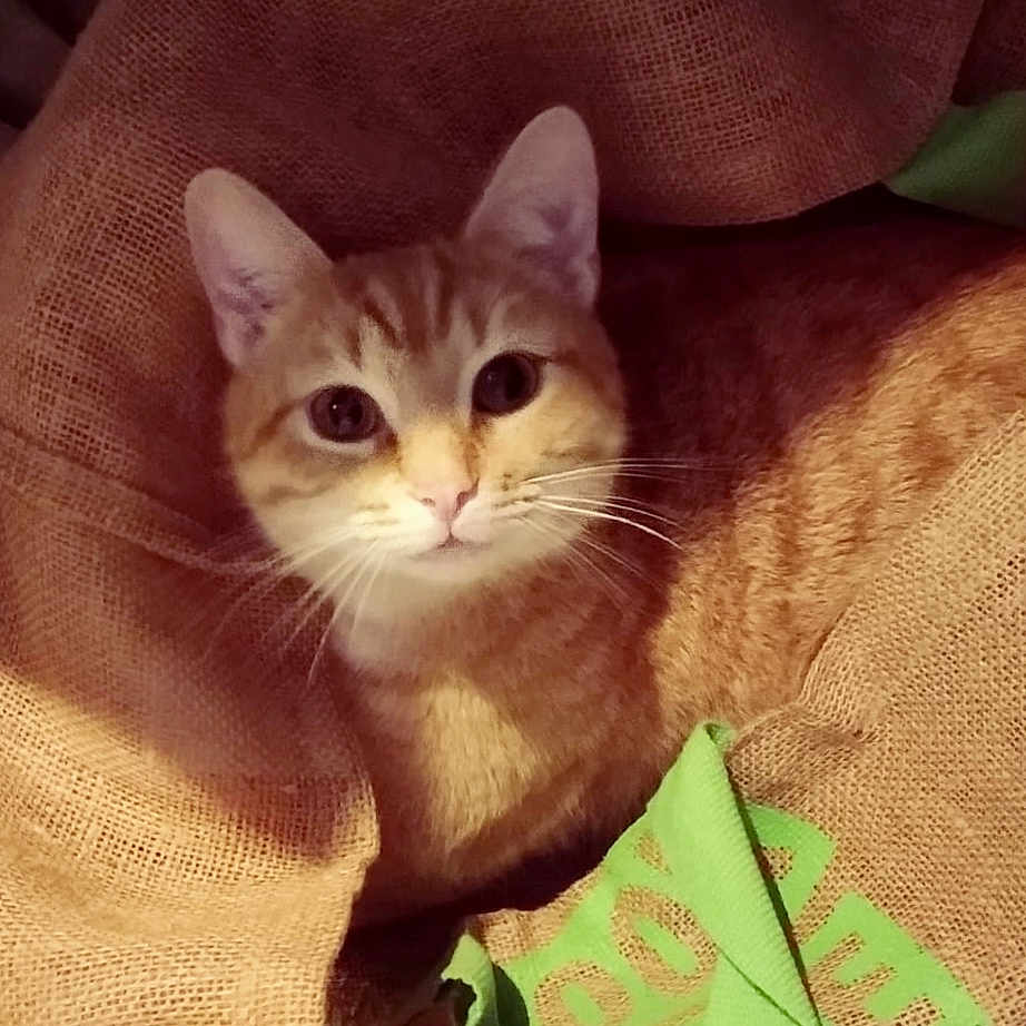 Lily