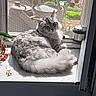 animal, backyard, cat, cozy, feline, fluffy, garden, gray_cat, grill, indoors, long_hair, lounging, patio, pet, plant, portrait, sitting, sunlight, window, windowsill