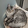 cat, tabby, silver_tabby, amber_eyes, fluffy, feline, pet, domestic_cat, curled_up, resting, indoor, chair, fabric, patterned_cloth, relaxed, close_up, animal, cute, whiskers, soft_light