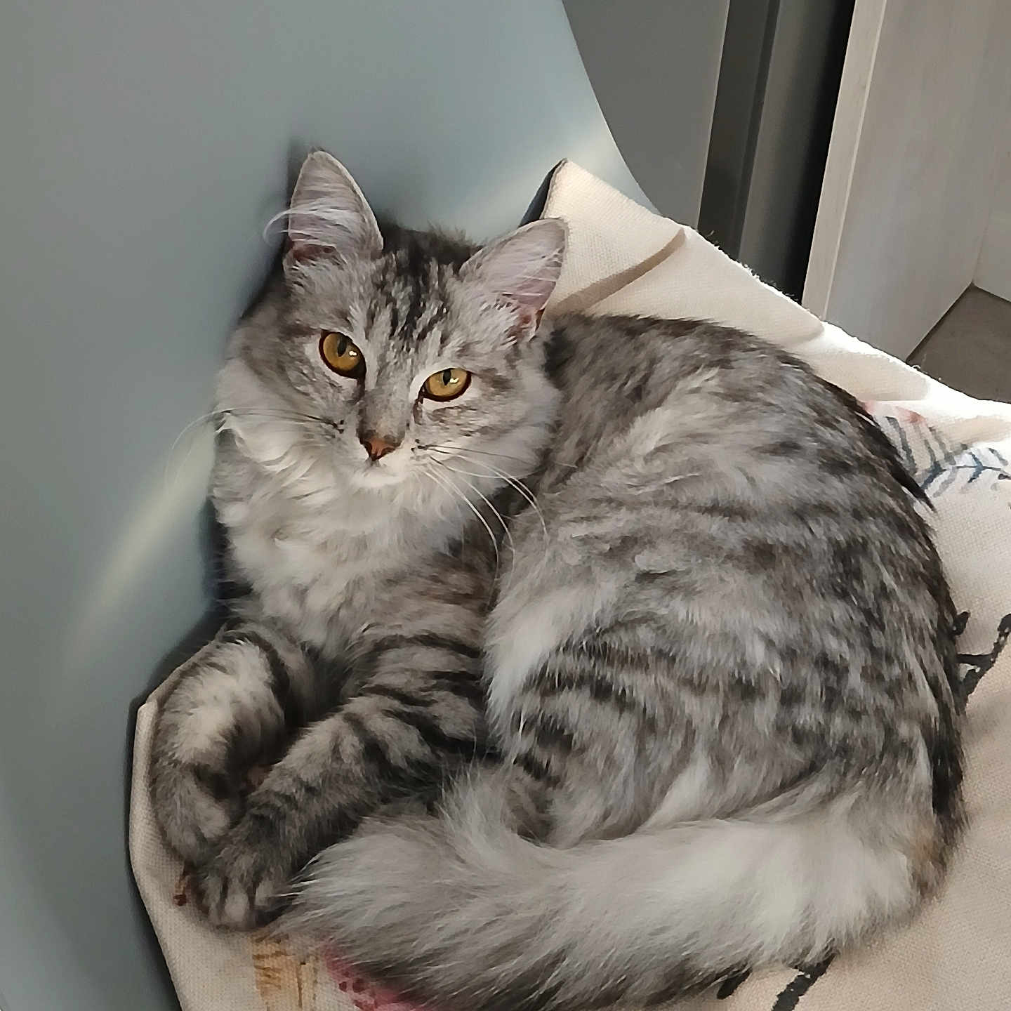 Zelda participe au concours pour gagner de l'argent avec cette photo : cat, tabby, silver_tabby, amber_eyes, fluffy, feline, pet, domestic_cat, curled_up, resting, indoor, chair, fabric, patterned_cloth, relaxed, close_up, animal, cute, whiskers, soft_light