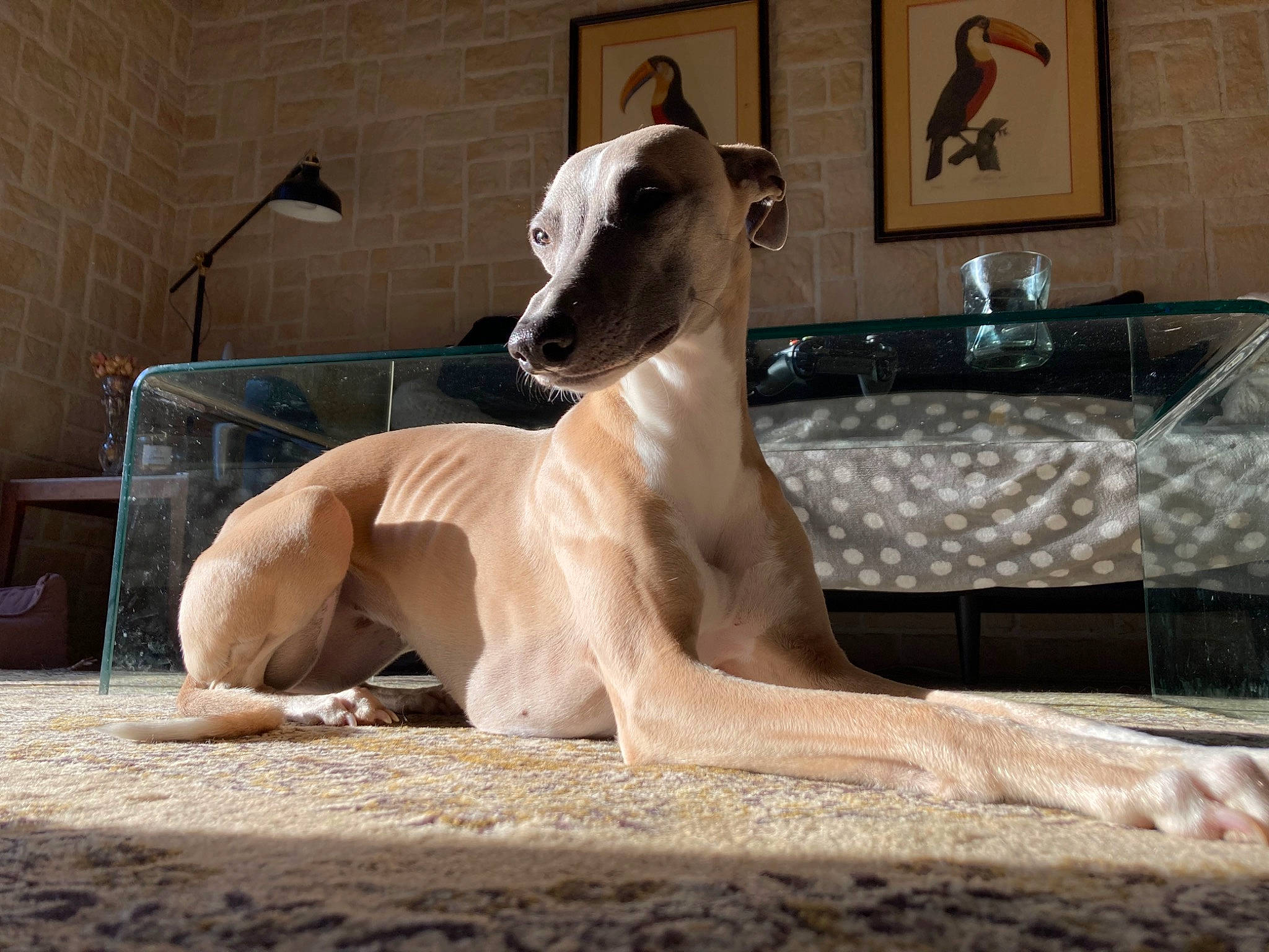 Céleste participe au concours pour gagner de l'argent avec cette photo : ancient_dog_breeds, canidae, carnivore, companion_dog, cow_goat_family, dog, dog_breed, fawn, mudhol_hound, non_sporting_group, picture_frame, rampur_greyhound, sighthound, snout, sporting_group, tail, terrestrial_animal, wood, working_animal