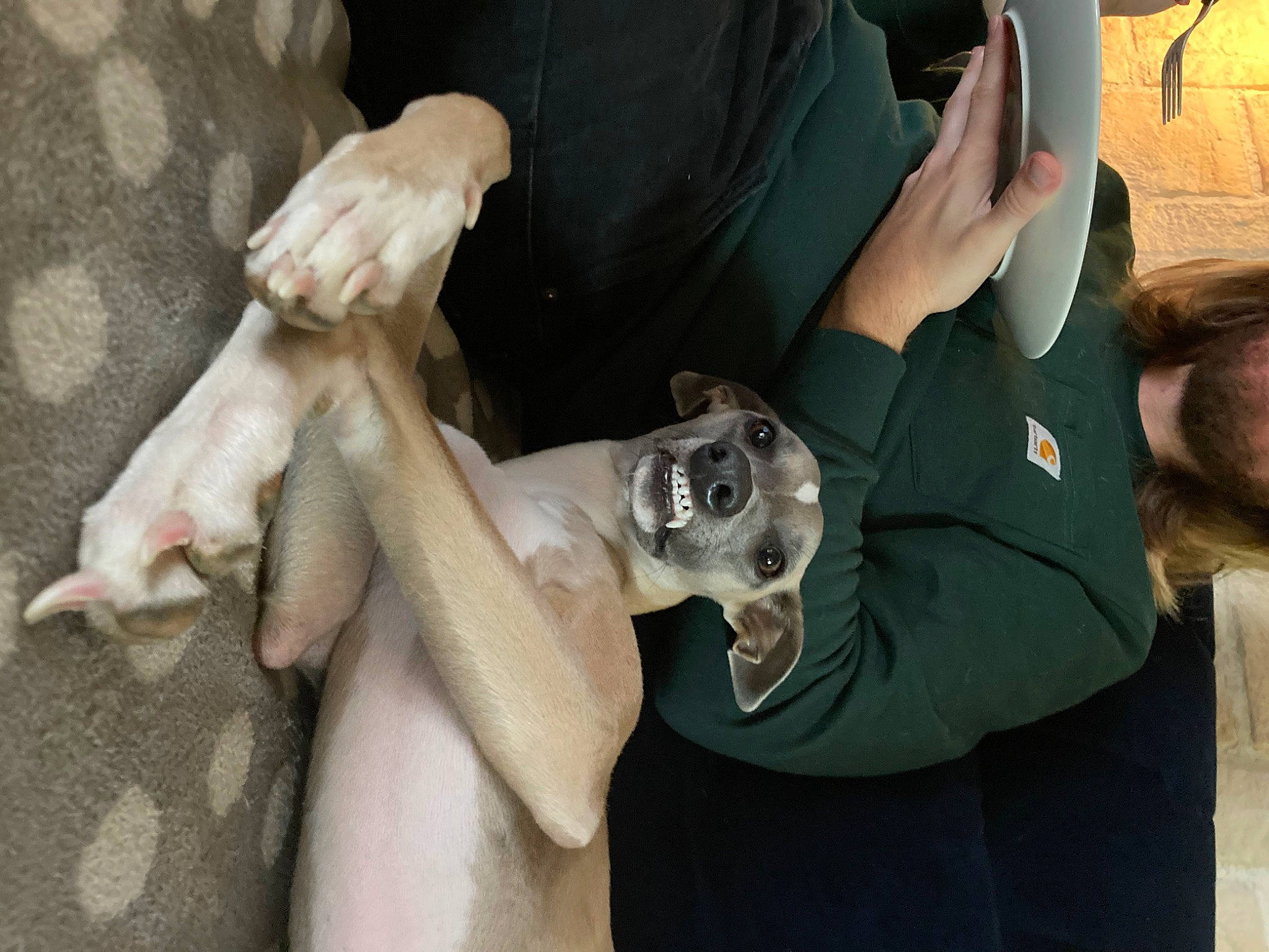 Céleste a rejoint le concours — aidez-le/la à gagner de superbes lots ! art, artifact, auto_part, bone, canidae, chest, classical_sculpture, dog_breed, elbow, fawn, gesture, human_body, human_leg, jaw, knee, sculpture, skull, statue, thigh, trunk