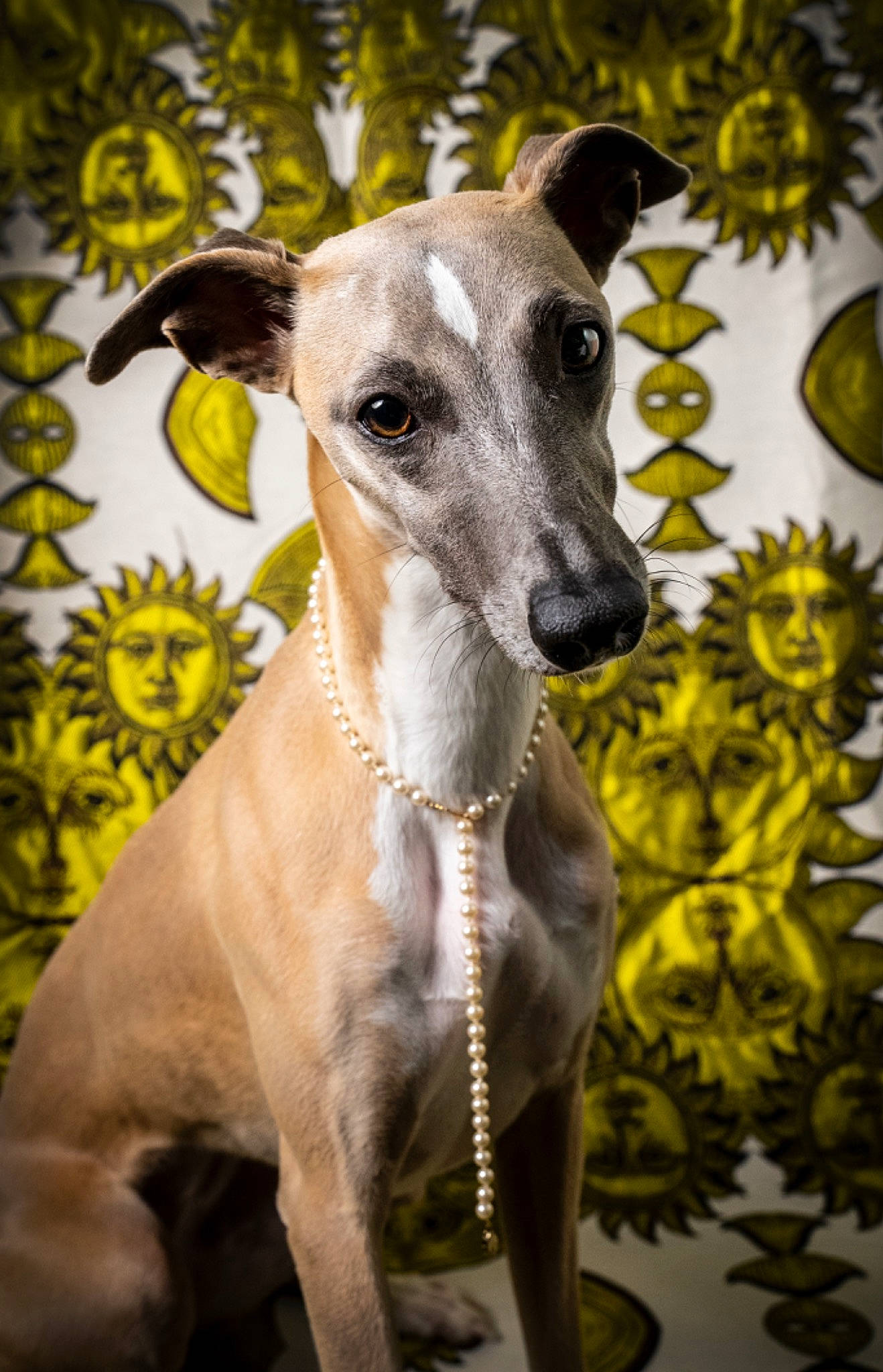 Céleste a rejoint le concours — aidez-le/la à gagner de superbes lots ! canidae, carnivore, collar, companion_dog, dog, dog_breed, dog_collar, eye, fawn, magyar_agar, mudhol_hound, plant, rampur_greyhound, sighthound, snout, sporting_group, terrestrial_animal, whiskers, wildlife, working_animal