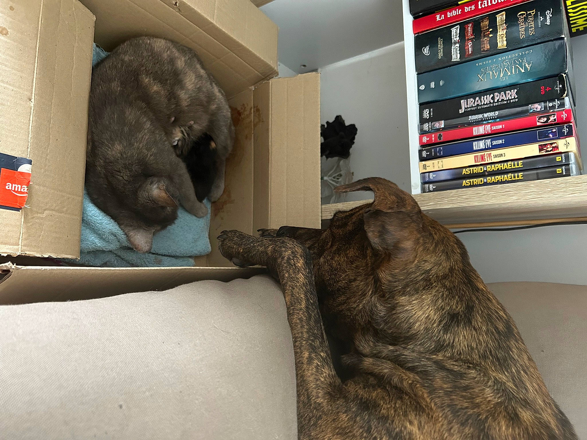 Maya a rejoint le concours — aidez-le/la à gagner de superbes lots ! carnivore, comfort, companion_dog, computer, dog, dog_breed, fawn, felidae, fur, grey, laptop, liver, personal_computer, room, small_to_medium_sized_cats, snout, sporting_group, tail, terrestrial_animal, working_animal