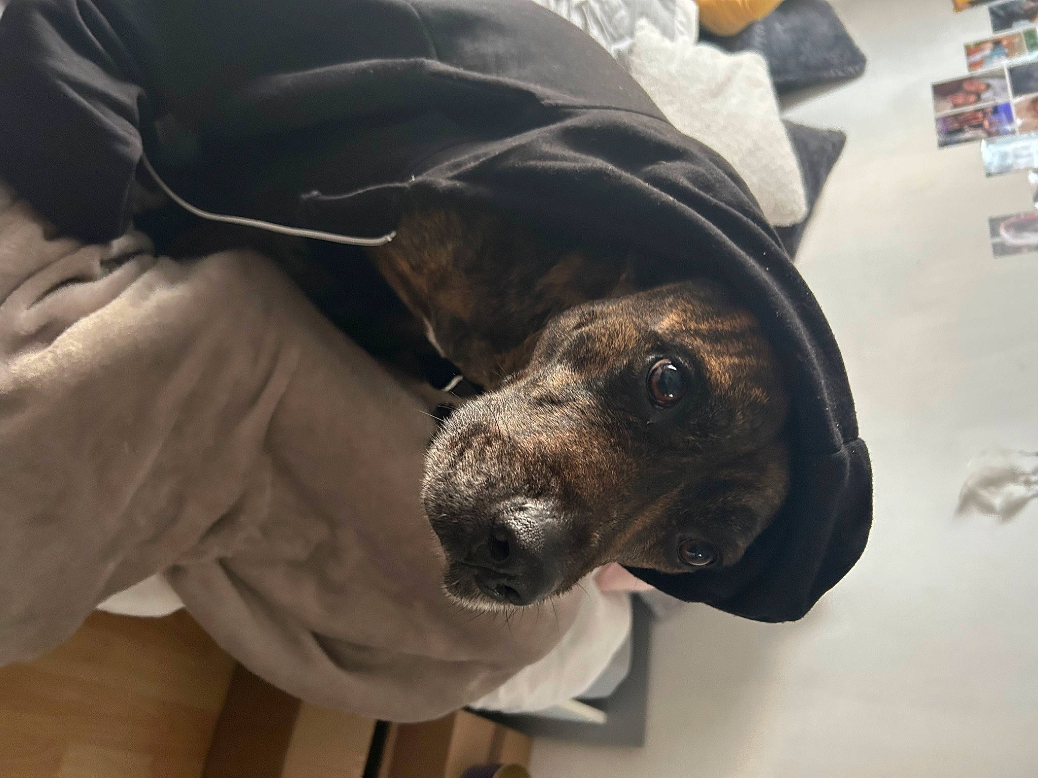 Maya a rejoint le concours — aidez-le/la à gagner de superbes lots ! canidae, carnivore, comfort, companion_dog, dog, dog_breed, fur, grey, guard_dog, non_sporting_group, snout, sporting_group, terrestrial_animal, whiskers, working_animal