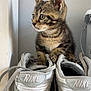 Flash Mcqueen a rejoint le concours — aidez-le/la à gagner de superbes lots ! kitten, cat, tabby, sneakers, shoes, nike, paw, whiskers, indoor, shelf, wall, curious, sitting, closeup, pet, footwear, laces, wooden_shelf, gray, young