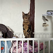 Flash Mcqueen a rejoint le concours — aidez-le/la à gagner de superbes lots ! cat, tabby_cat, kitten, crib, blanket, stuffed_animal, plush_toy, baby_mobile, nursery, indoor, wall, wooden_beam, pet, portrait, paws, whiskers, staring, cozy, furniture, bedding