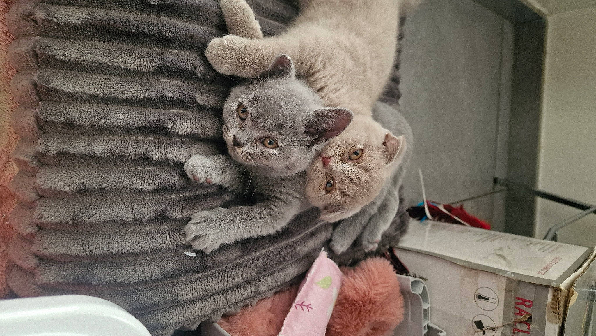 Minnos a rejoint le concours — aidez-le/la à gagner de superbes lots ! carnivore, cat, claw, comfort, domestic_short_haired_cat, felidae, fur, grey, linens, serveware, small_to_medium_sized_cats, snout, stuffed_toy, tail, toy, tree, whiskers, window, wood, wool