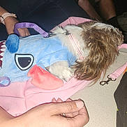 Penny joined the competition — help win amazing prizes! accessory, casual, clothing, colorful, costume, dog, fabric, fur, hand, human_arm, indoor, leash, person, pink_blanket, relaxation, resting, shark, sitting_area, small_dog, white_and_brown_fur