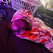Penny is registered to the contest to win money with this photo: bed, blanket, clothing, comfort, dog, fabric, fur, furniture, home, indoor, laundry_basket, pajamas, pet, purple_light, quiet, relaxation, resting, sleeping, soft, textile