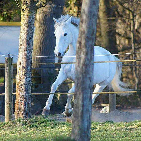 Bianca Alias Boharna Rosie