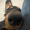 Bailey participe au concours pour gagner de l'argent avec cette photo : dog, black_and_tan, close_up, nose, snout, eyes, ears, fur, pet, animal, curious, funny, portrait, indoor, couch, furniture, home, looking_at_camera, dramatic_perspective, playful