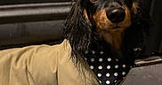 Bailey participe au concours pour gagner de l'argent avec cette photo : dog, dachshund, long_hair, black_and_tan, pet, animal, portrait, sitting, indoors, coat, jacket, bandana, polka_dot, black, brown, eyes, ears, couch, carpet, cute