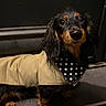 dog, dachshund, long_hair, black_and_tan, pet, animal, portrait, sitting, indoors, coat, jacket, bandana, polka_dot, black, brown, eyes, ears, couch, carpet, cute
