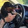 Bailey a rejoint le concours — aidez-le/la à gagner de superbes lots ! dog, dachshund, long_hair, black_and_tan, pet, puppy, animal, sitting, steering_wheel, car, car_interior, driver, paws, tongue_out, happy, portrait, sunlight, outdoor, human_hand, road_trip