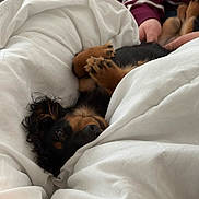 Bailey a rejoint le concours — aidez-le/la à gagner de superbes lots ! dog, puppy, black_and_tan, small_dog, fluffy, sleeping, lying_down, upside_down, paws, face, eyes, blanket, white_bedding, bed, cozy, indoors, person, striped_sweater, cuddling, portrait