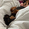dog, puppy, black_and_tan, small_dog, fluffy, sleeping, lying_down, upside_down, paws, face, eyes, blanket, white_bedding, bed, cozy, indoors, person, striped_sweater, cuddling, portrait