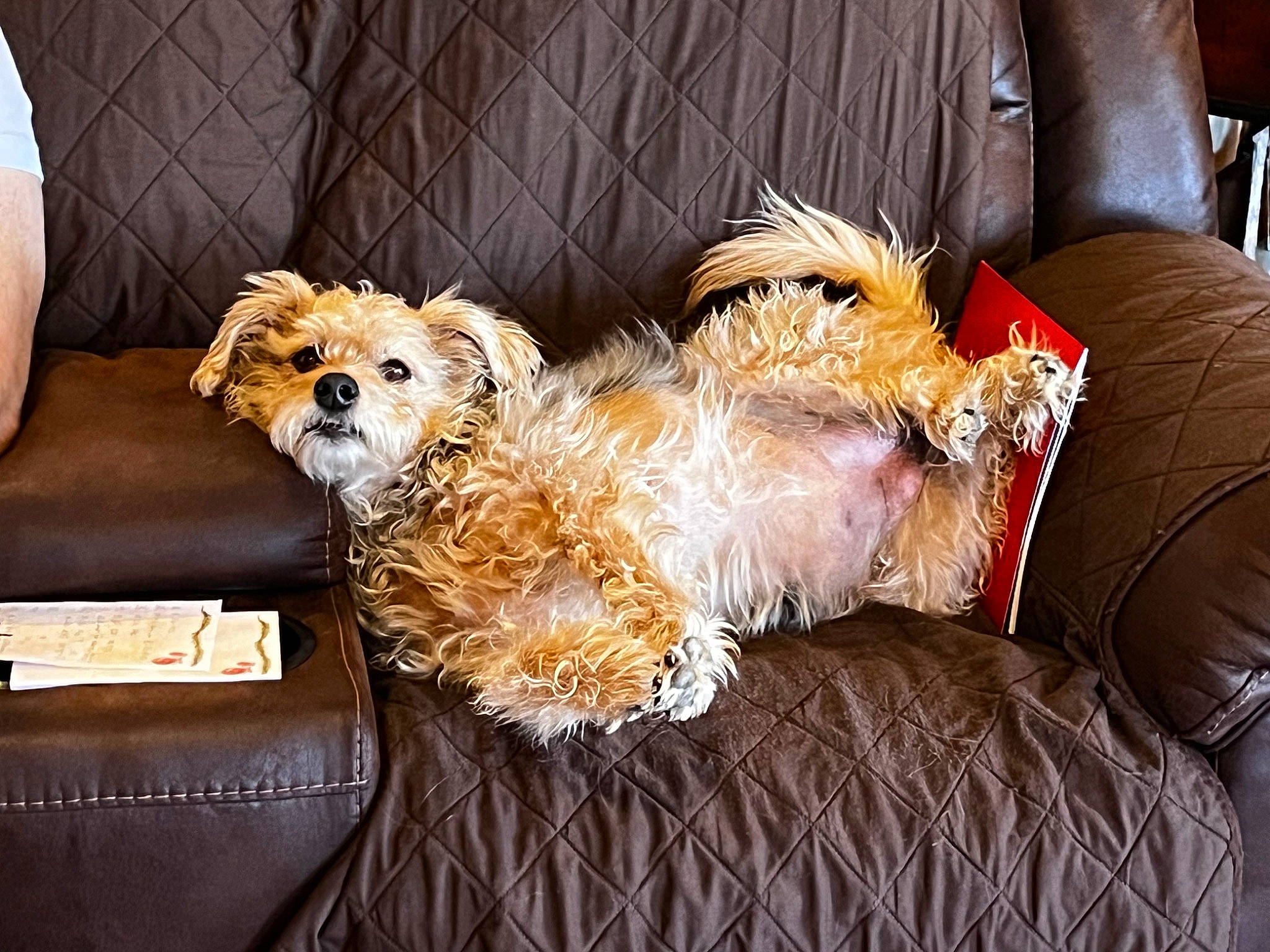 Mayzee is registered to the contest to win money with this photo: canidae, carnivore, comfort, companion_dog, couch, dog, dog_breed, dog_clothes, dog_supply, fawn, fur, non_sporting_group, puppy_love, small_terrier, sporting_group, terrier, toy, toy_dog, watch, yorkipoo