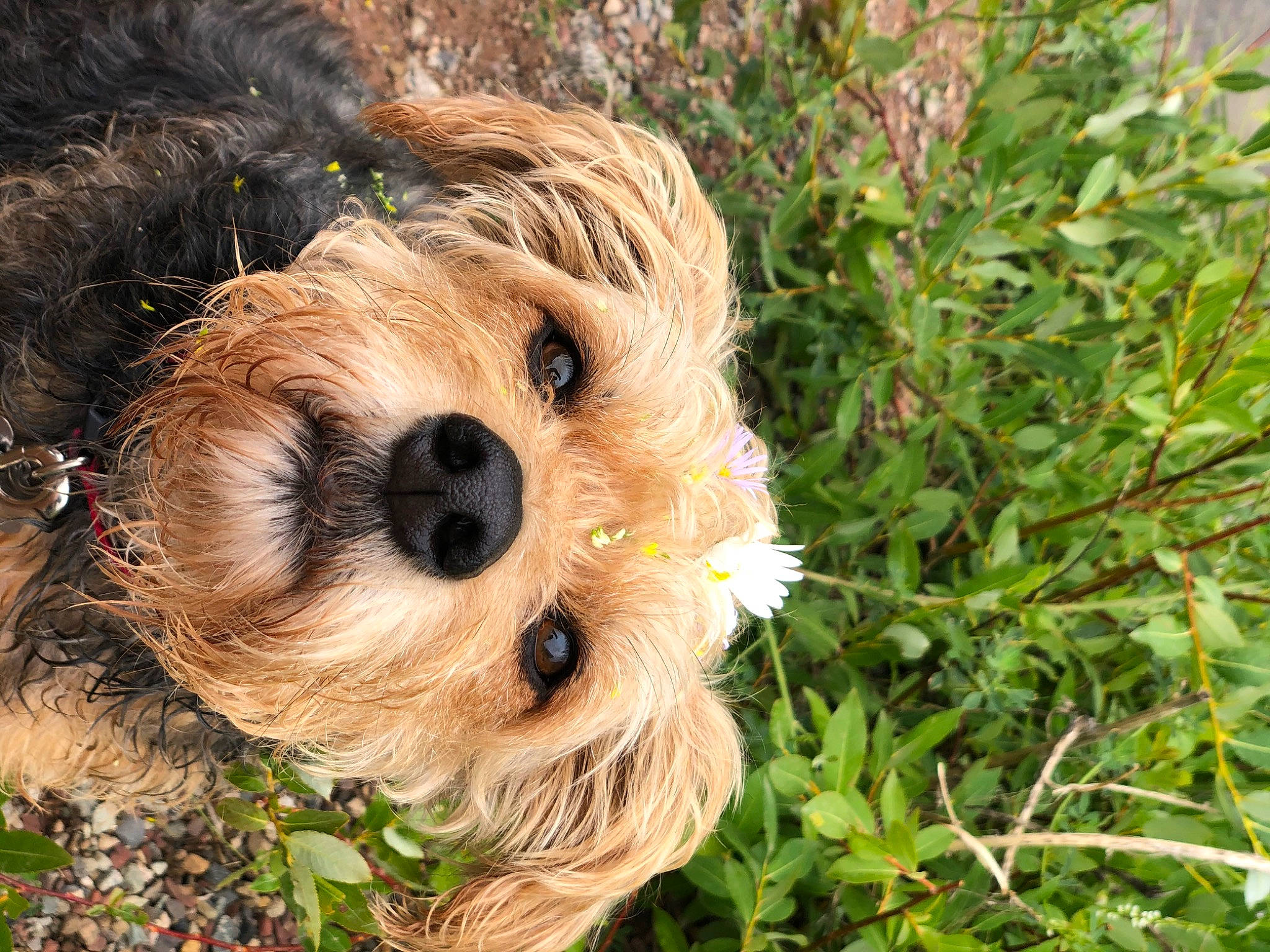Mayzee joined the competition — help win amazing prizes! canidae, carnivore, companion_dog, dog, dog_breed, fur, grass, groundcover, plant, shrub, small_terrier, snout, soil, sporting_group, terrestrial_animal, terrier, toy, toy_dog, tree