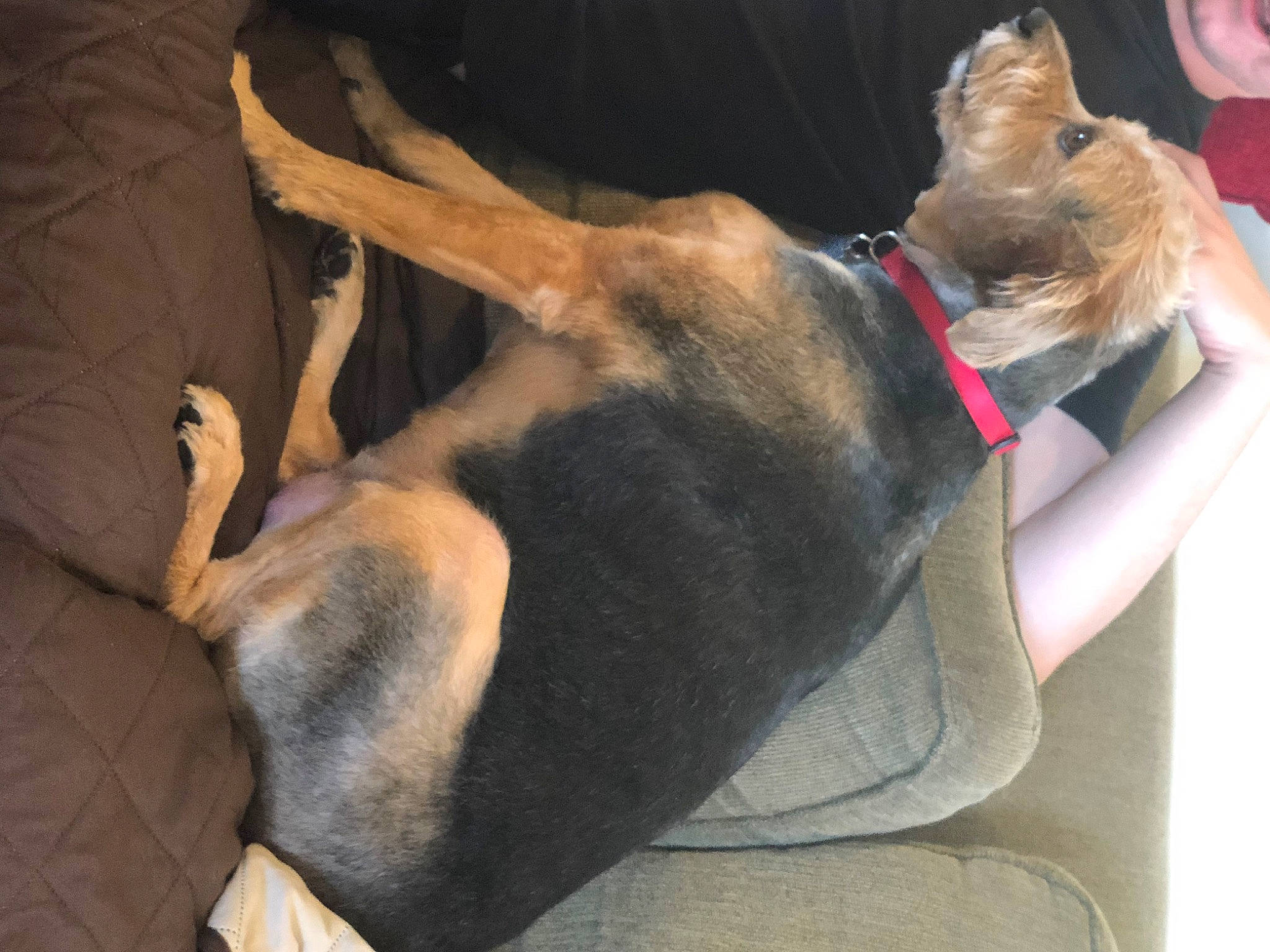 Mayzee joined the competition — help win amazing prizes! canidae, carnivore, collar, comfort, companion_dog, dog, dog_breed, dog_collar, ear, elbow, fawn, fur, guard_dog, human_leg, leash, paw, snout, sporting_group, tail, watch