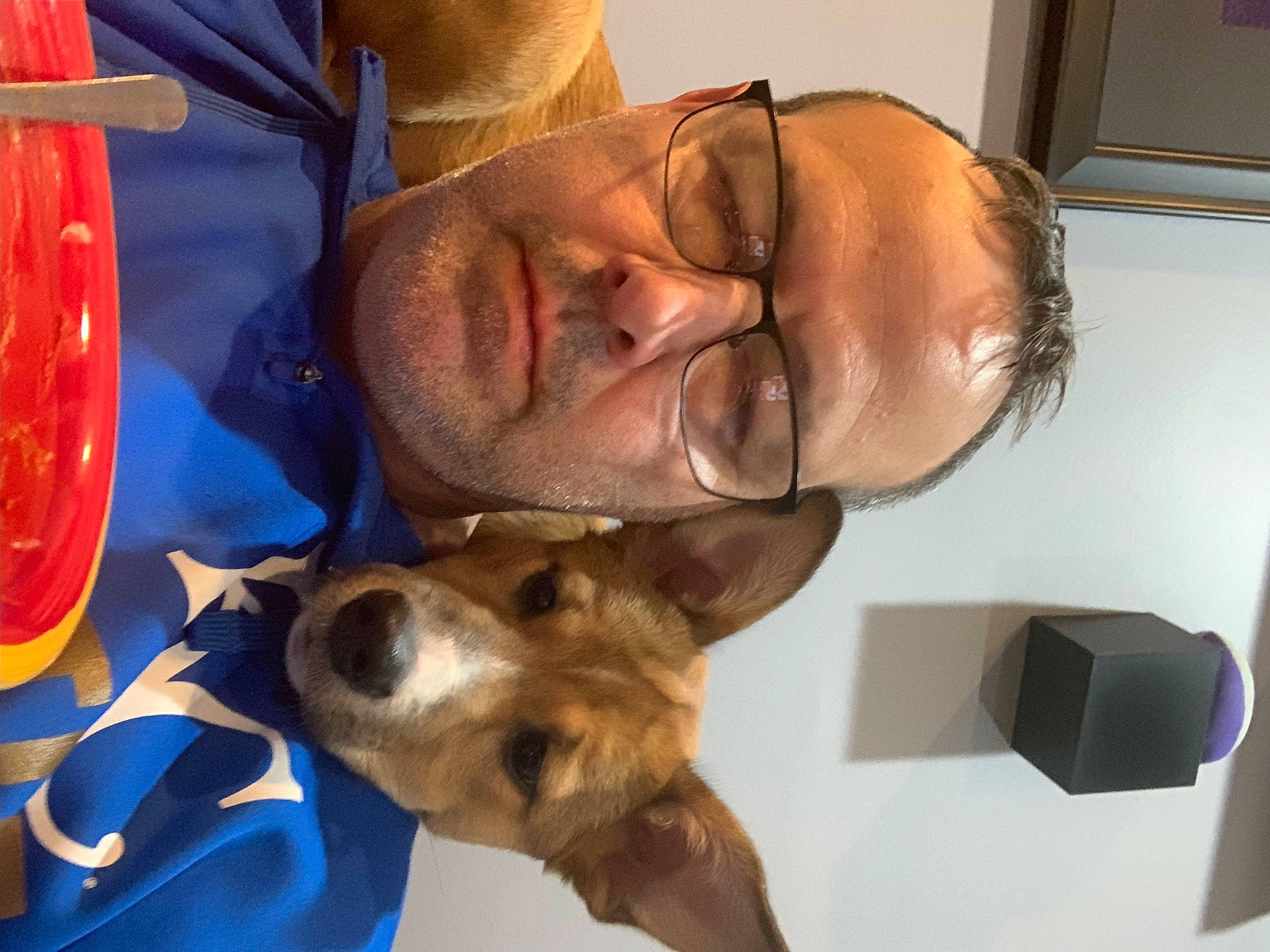Blue is registered to the contest to win money with this photo: canidae, carnivore, collar, comfort, companion_dog, dog, dog_breed, ear, eyewear, fawn, fur, glasses, hat, jaw, nose, smile, snout, sporting_group, whiskers, working_animal