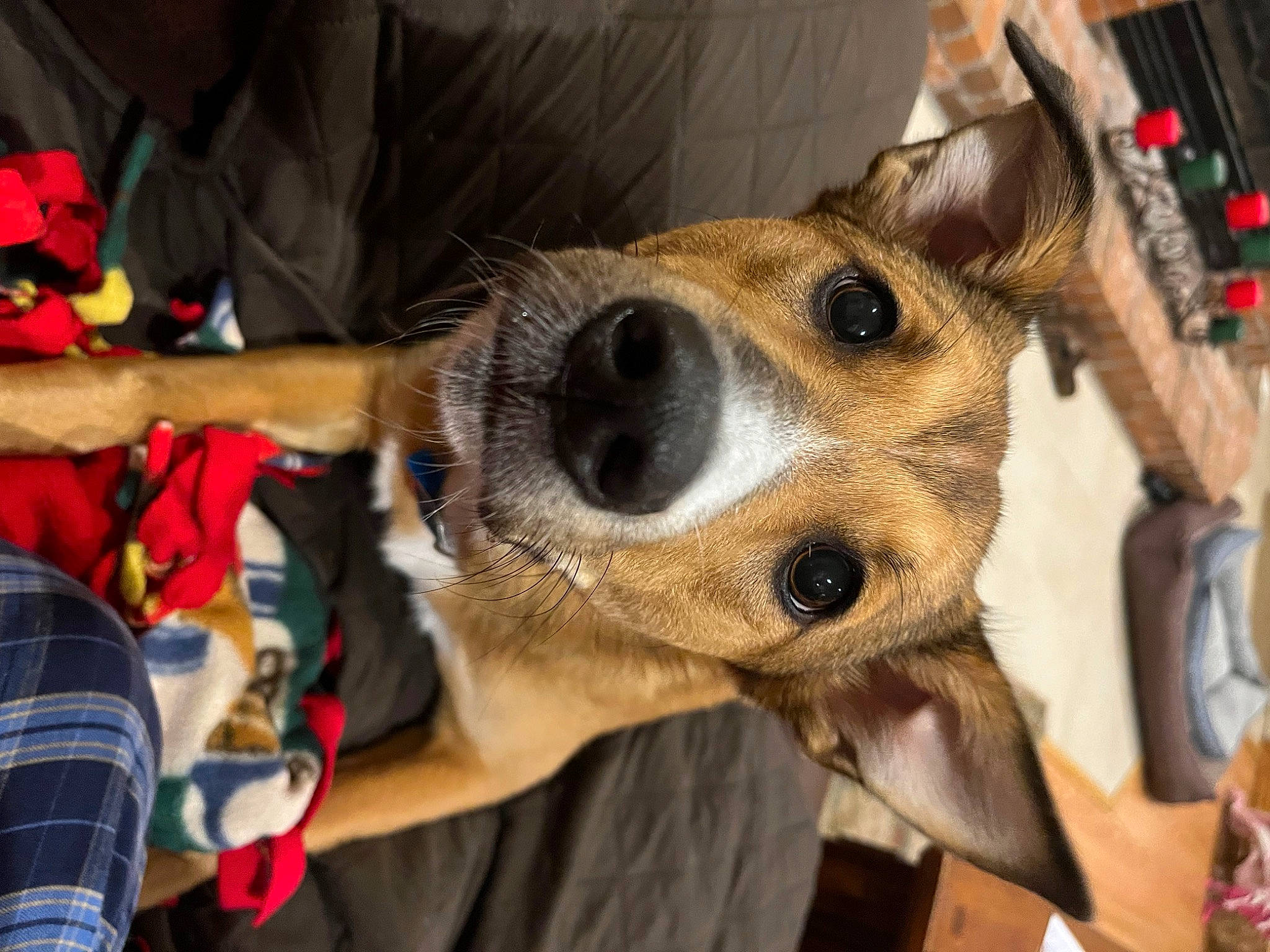 Blue is registered to the contest to win money with this photo: carnivore, collar, companion_dog, dog, dog_breed, dog_collar, dog_supply, event, eyewear, fashion_accessory, fawn, fun, fur, non_sporting_group, sunglasses, t_shirt, toy_dog, vertebrate, whiskers, working_animal