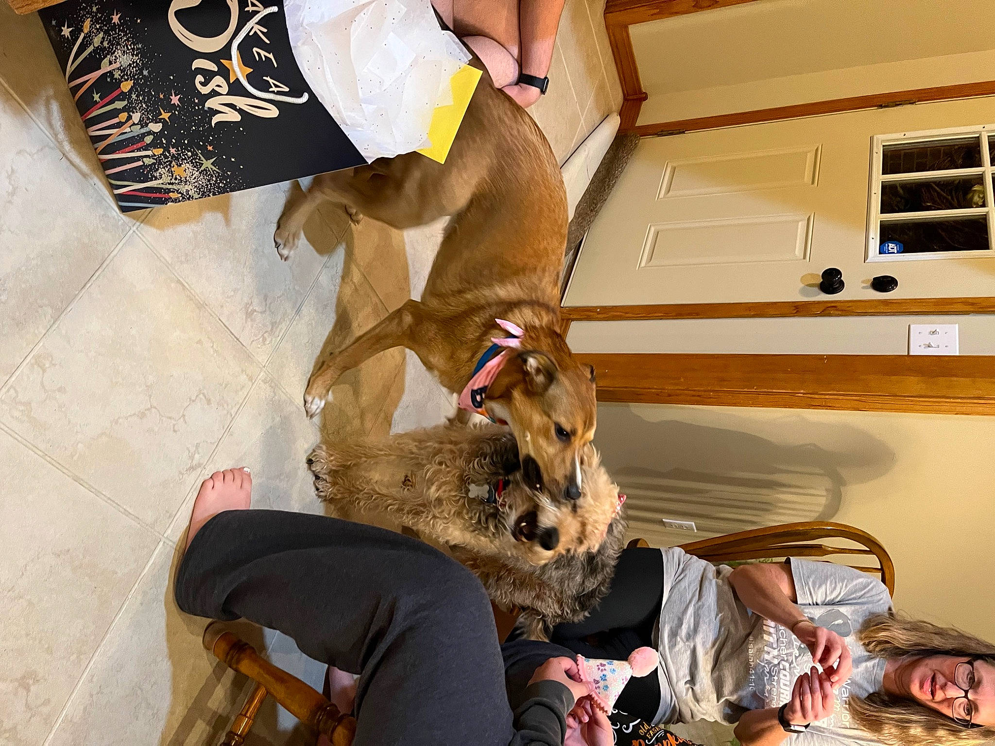 Blue is registered to the contest to win money with this photo: canidae, carnivore, chair, comfort, companion_dog, dog, dog_breed, fawn, fur, room, sporting_group, wood, working_animal