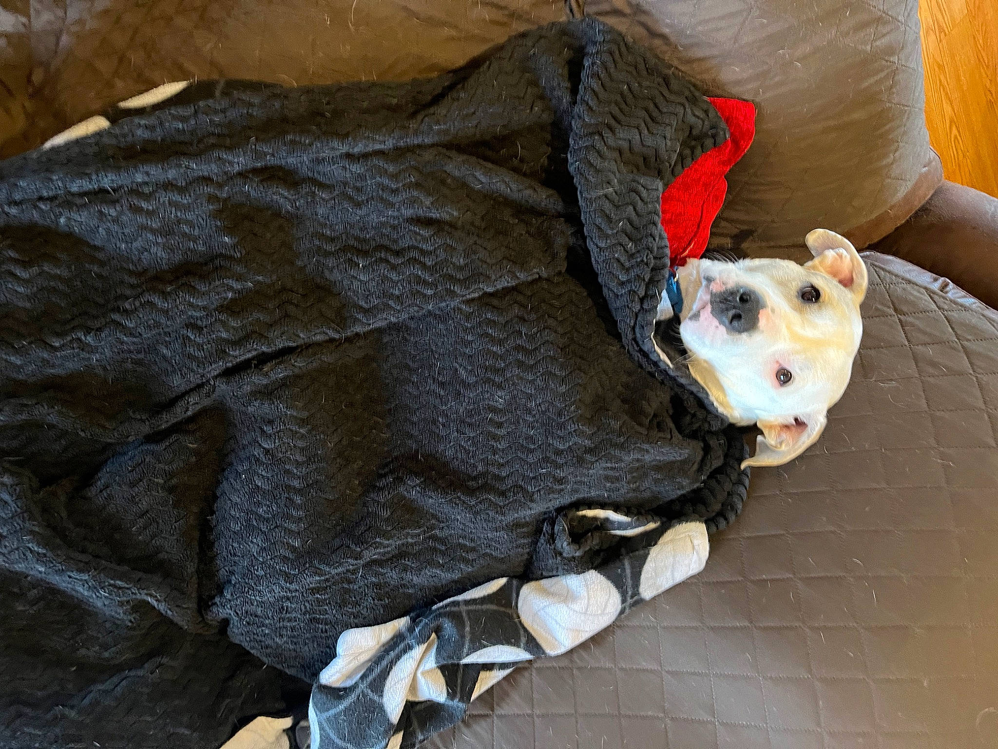 Frat Boy Kevin is registered to the contest to win money with this photo: canidae, carnivore, comfort, companion_dog, couch, dog, dog_breed, dog_clothes, dog_supply, fawn, fur, linens, personal_protective_equipment, sleeve, snout, sporting_group, stuffed_toy, terrestrial_animal, toy, working_animal