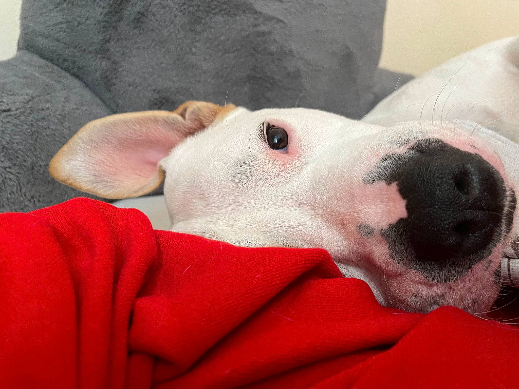 Frat Boy Kevin is registered to the contest to win money with this photo: canidae, carnivore, collar, comfort, companion_dog, dog, dog_breed, dog_supply, ear, fawn, fur, guard_dog, linens, nap, paw, snout, sporting_group, terrestrial_animal, whiskers, working_animal