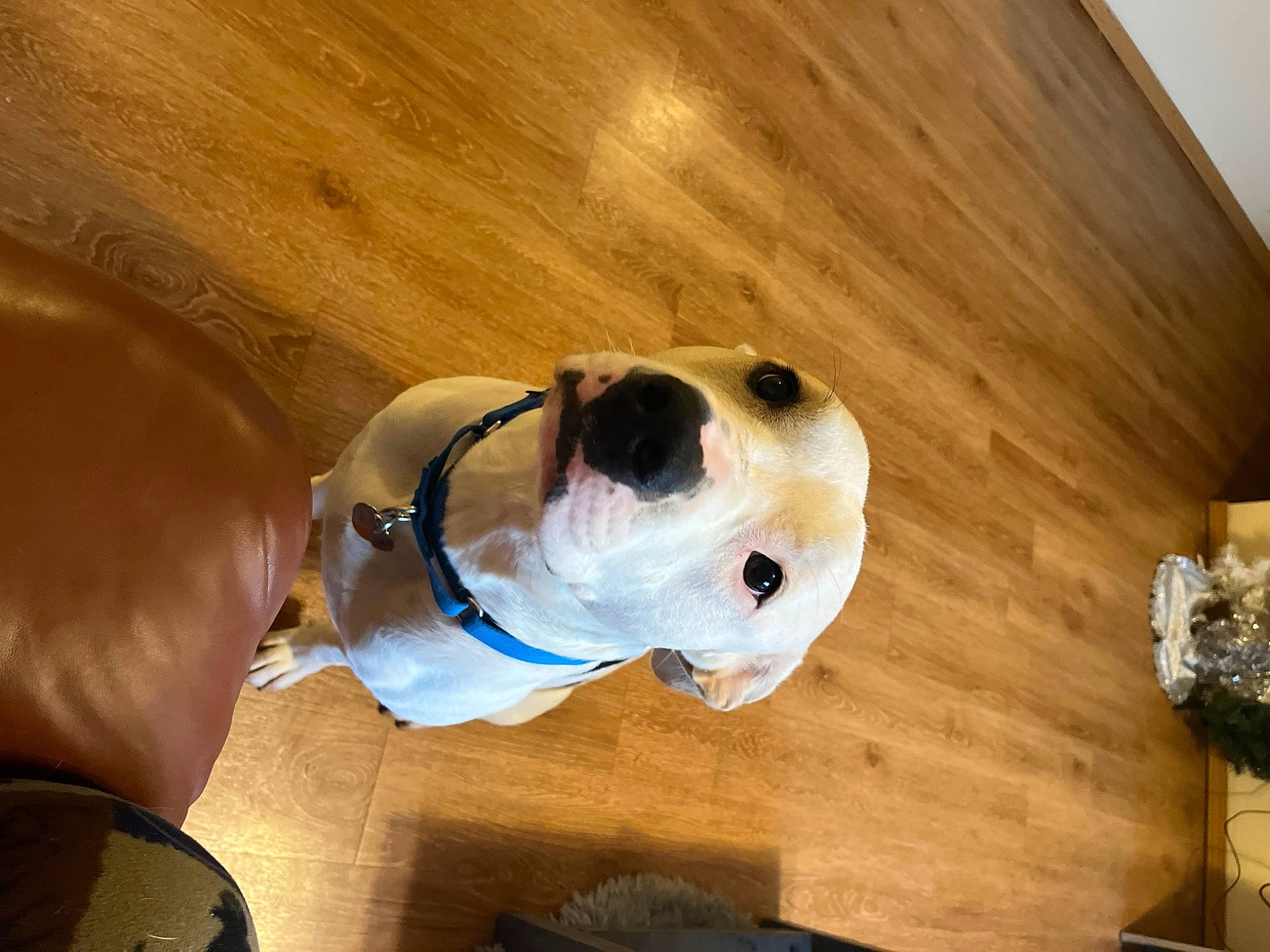 Frat Boy Kevin is registered to the contest to win money with this photo: carnivore, collar, companion_dog, dog, dog_breed, fawn, flooring, hardwood, personal_protective_equipment, pet_supply, plank, plywood, sleeve, snout, sporting_group, varnish, wood, wood_stain, working_animal