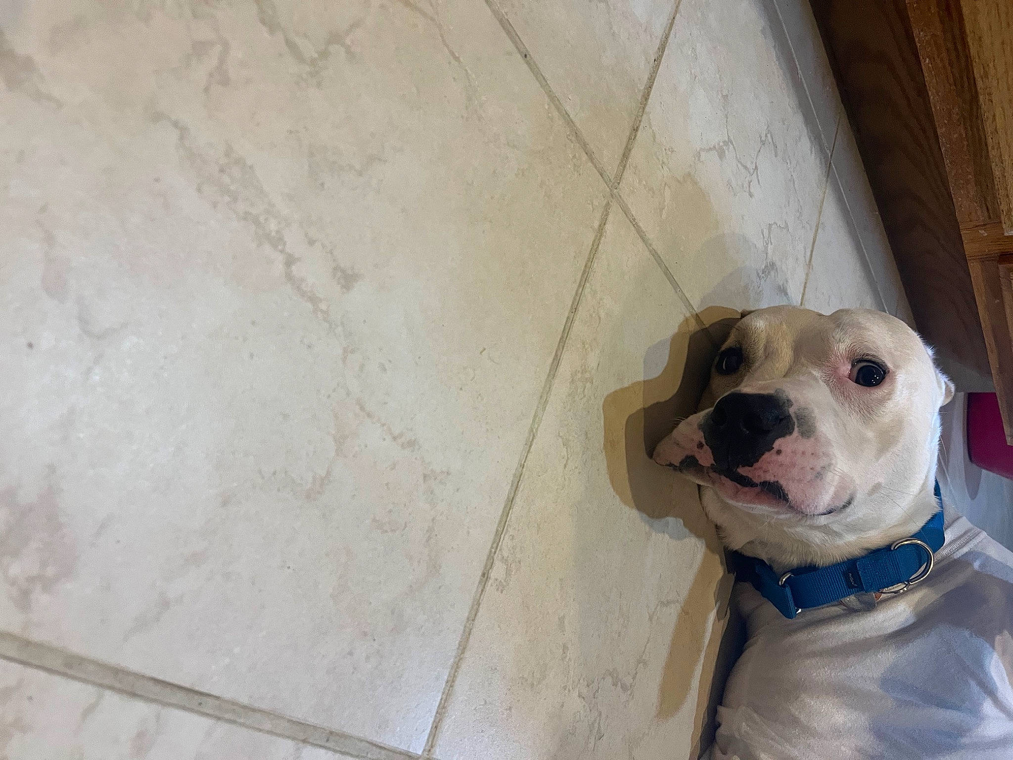 Frat Boy Kevin is registered to the contest to win money with this photo: canidae, carnivore, collar, companion_dog, concrete, dog, dog_breed, dog_clothes, dog_collar, fawn, flooring, hardwood, leash, pet_supply, snout, sporting_group, toy_dog, whiskers, wood, working_animal