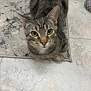 Mochi is registered to the contest to win money with this photo: animal, bowl, cat, curious, cute, domestic, ears, eyes, floor, fur, home, indoor, looking_up, mammal, pet, rug, sitting, tabby, tile, whiskers