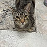 animal, bowl, cat, curious, cute, domestic, ears, eyes, floor, fur, home, indoor, looking_up, mammal, pet, rug, sitting, tabby, tile, whiskers