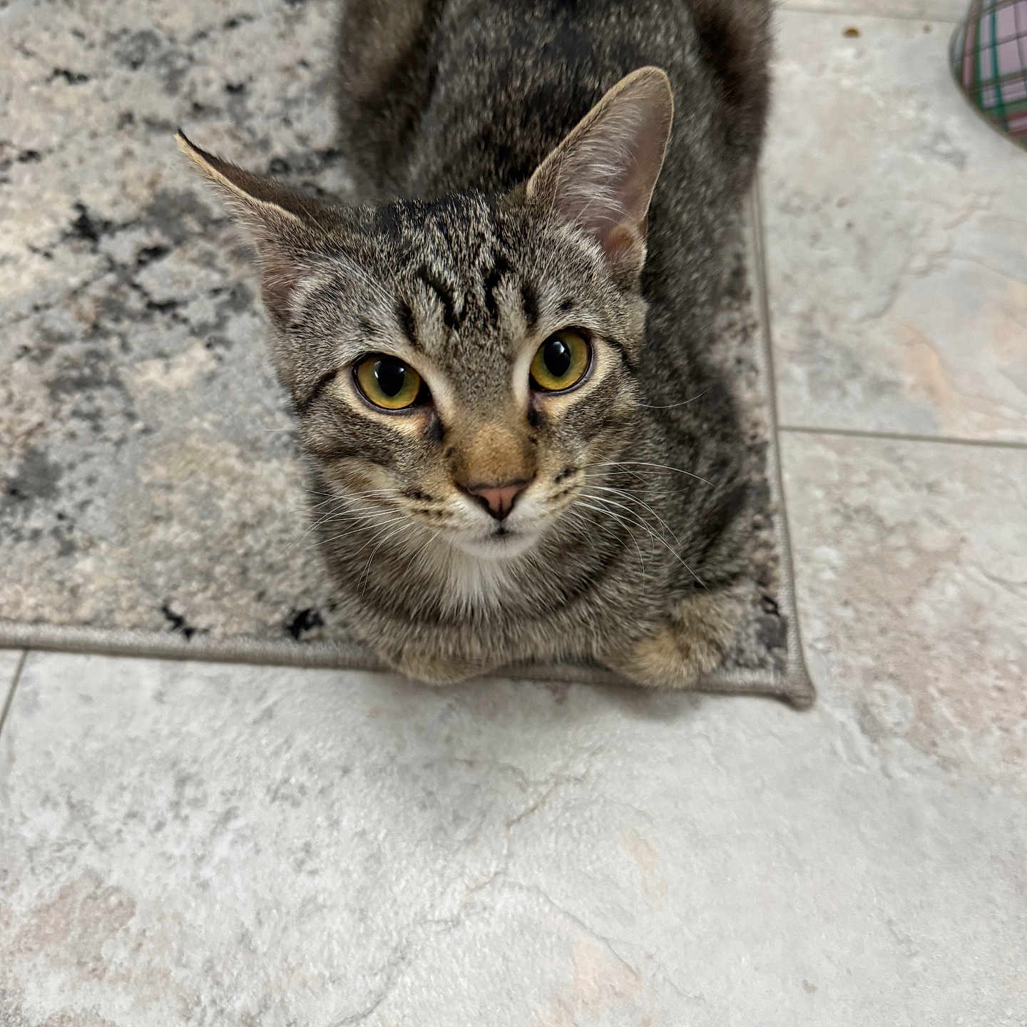 Mochi