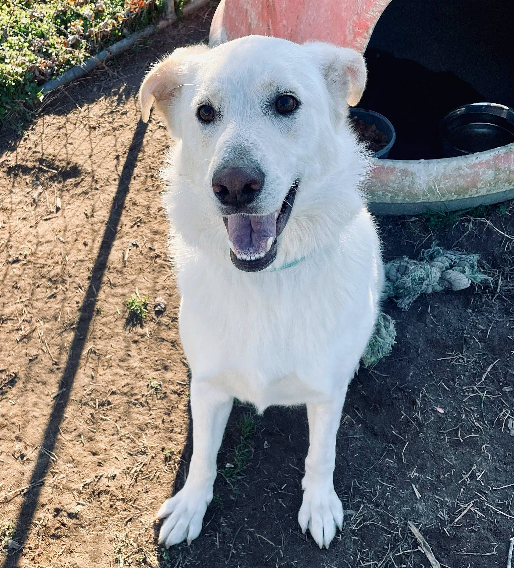 Dixie is registered to the contest to win money with this photo: canidae, carnivore, collar, companion_dog, dog, dog_breed, dog_collar, pet_supply, plant, soil, street_dog, whiskers, working_dog