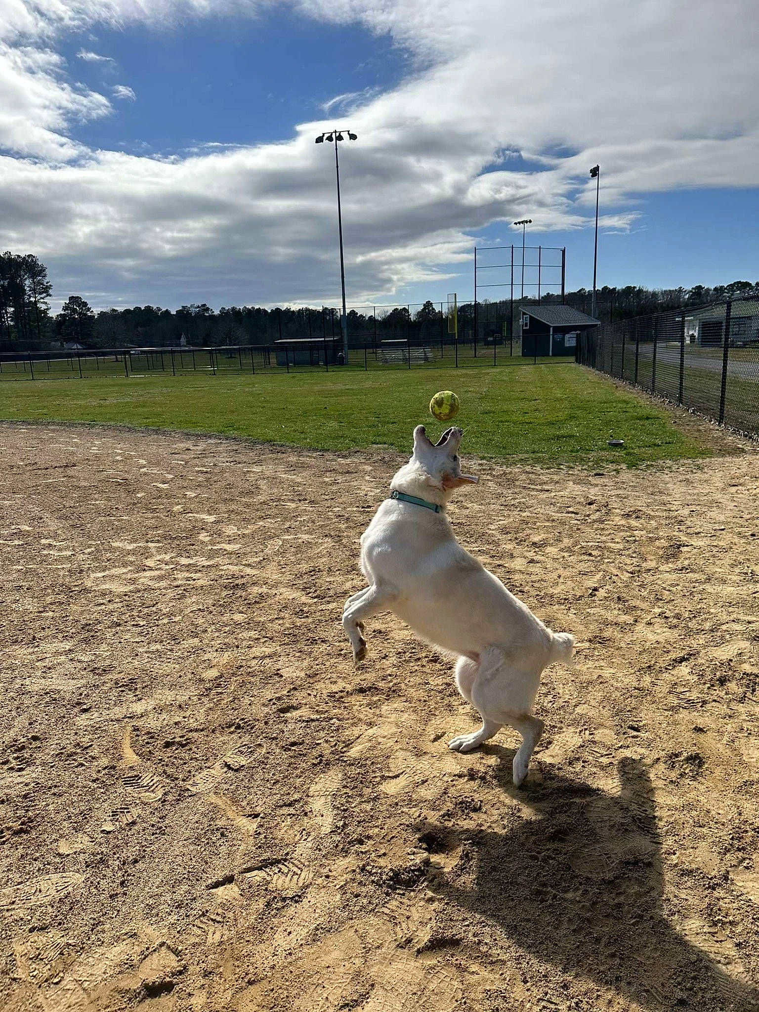 Dixie joined the competition — help win amazing prizes! agriculture, carnivore, cloud, companion_dog, cumulus, dog, dog_breed, ecoregion, field, grass, grassland, landscape, pasture, plain, plant, pole, sky, soil, street_light, tree