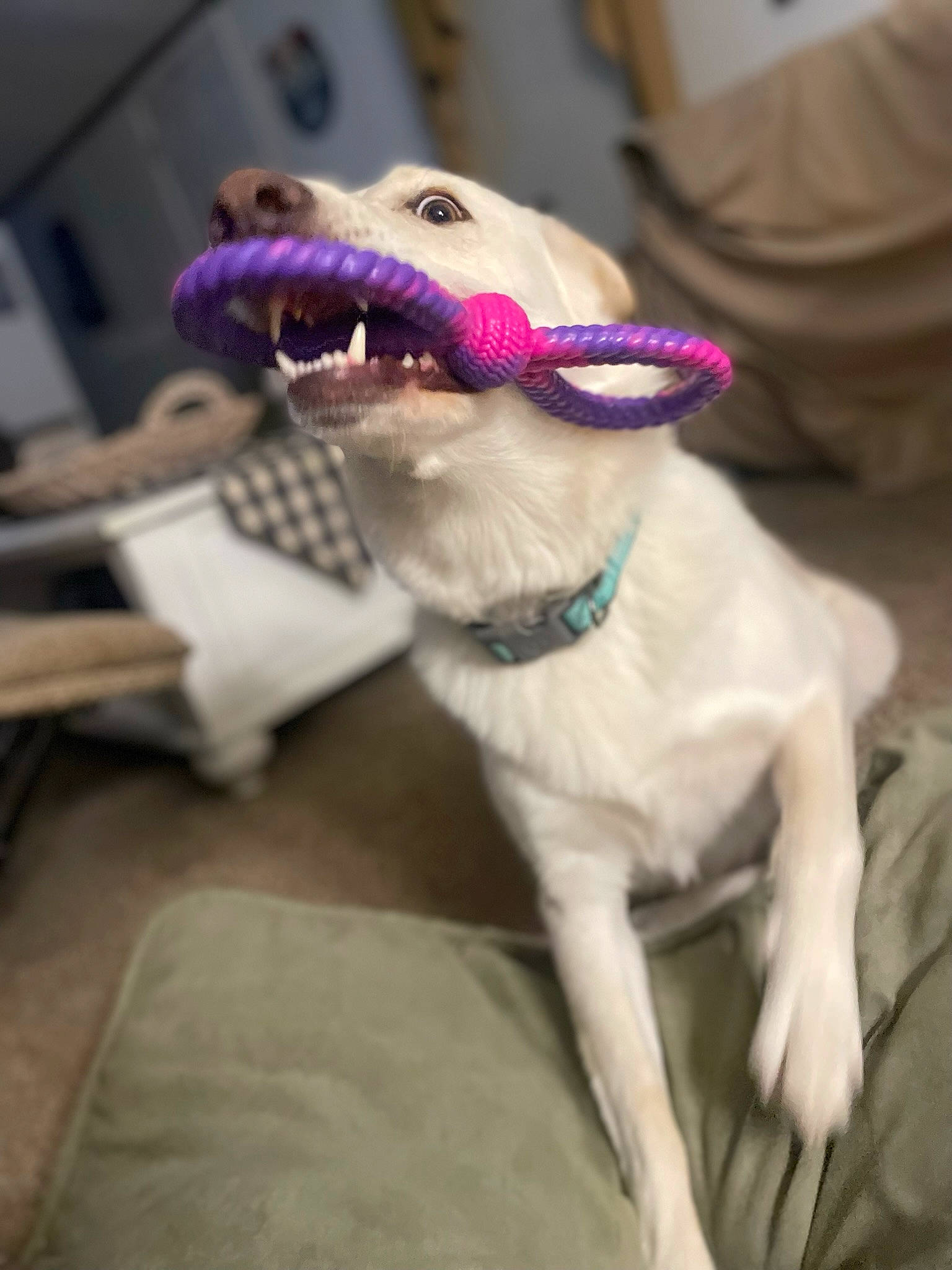 Dixie is registered to the contest to win money with this photo: carnivore, collar, companion_dog, dog, dog_breed, dog_collar, dog_supply, eyewear, fang, fashion_accessory, fawn, jaw, leash, pet_supply, smile, snout, sporting_group, vision_care, whiskers, working_animal