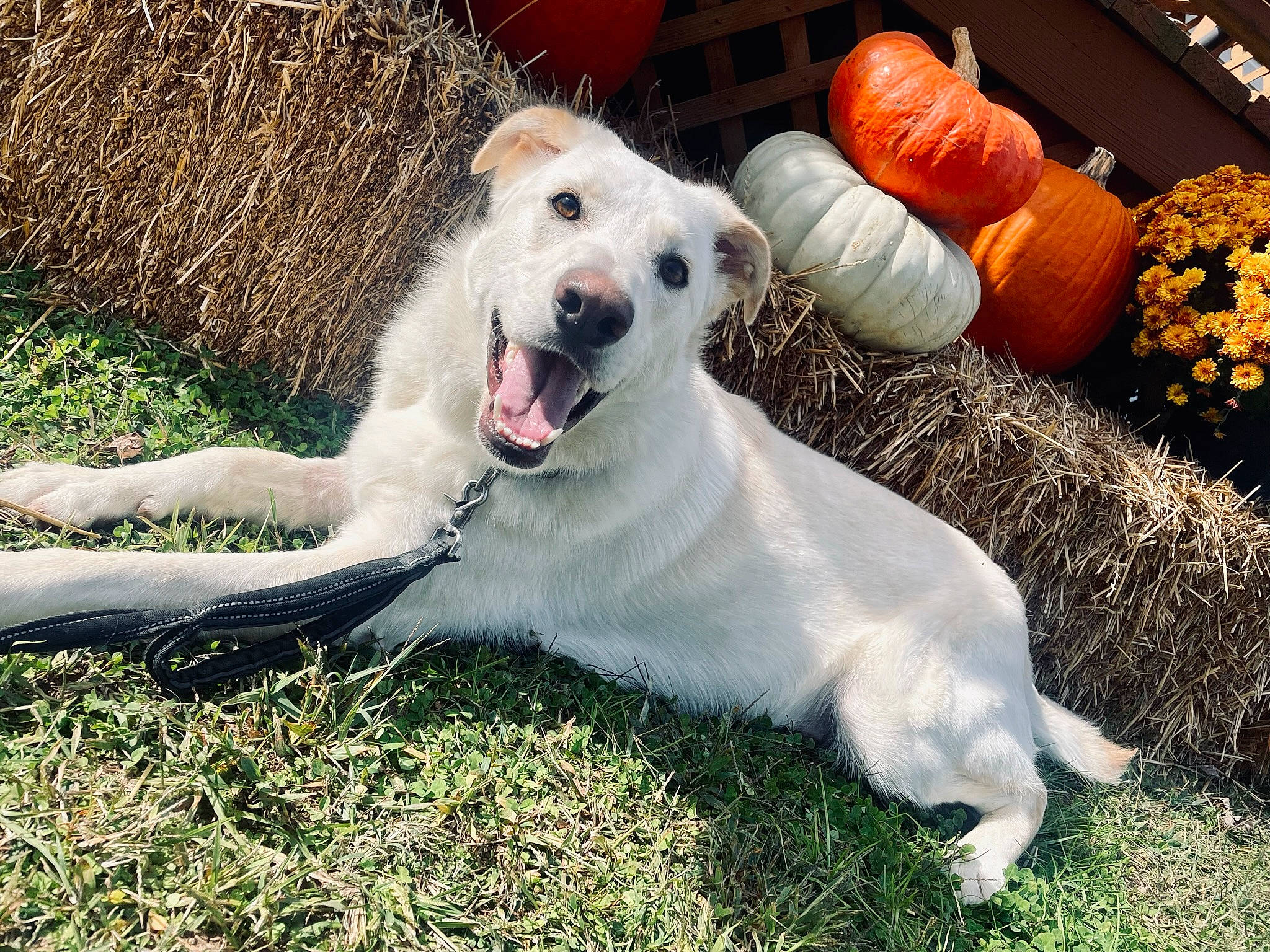 Dixie joined the competition — help win amazing prizes! calabaza, canidae, carnivore, companion_dog, cucurbita, dog, dog_breed, fang, fawn, gourd, grass, guard_dog, livestock_guardian_dog, plant, pumpkin, snout, sporting_group, terrestrial_animal, whiskers, winter_squash