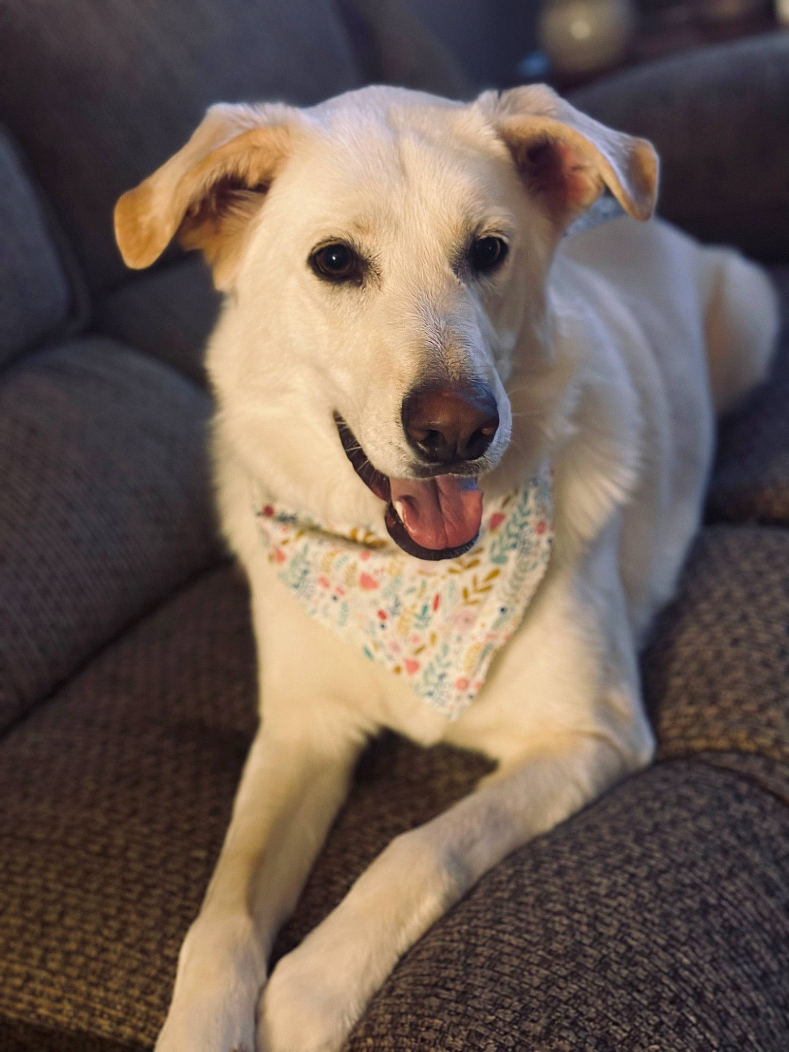 Dixie joined the competition — help win amazing prizes! canidae, carnivore, collar, companion_dog, dog, dog_breed, dog_collar, dog_supply, fawn, fur, non_sporting_group, paw, pet_supply, snout, sporting_group, tail, whiskers, working_animal