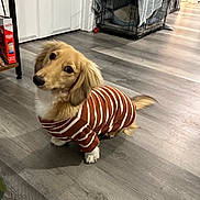 Louis is registered to the contest to win money with this photo: blanket, clothing, crate, cute, dog, dog_crate, door, ears, floor, home, indoor, looking_up, pet, puppy, room, shelf, small_dog, striped_sweater, tail, wooden_floor