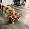 blanket, clothing, crate, cute, dog, dog_crate, door, ears, floor, home, indoor, looking_up, pet, puppy, room, shelf, small_dog, striped_sweater, tail, wooden_floor